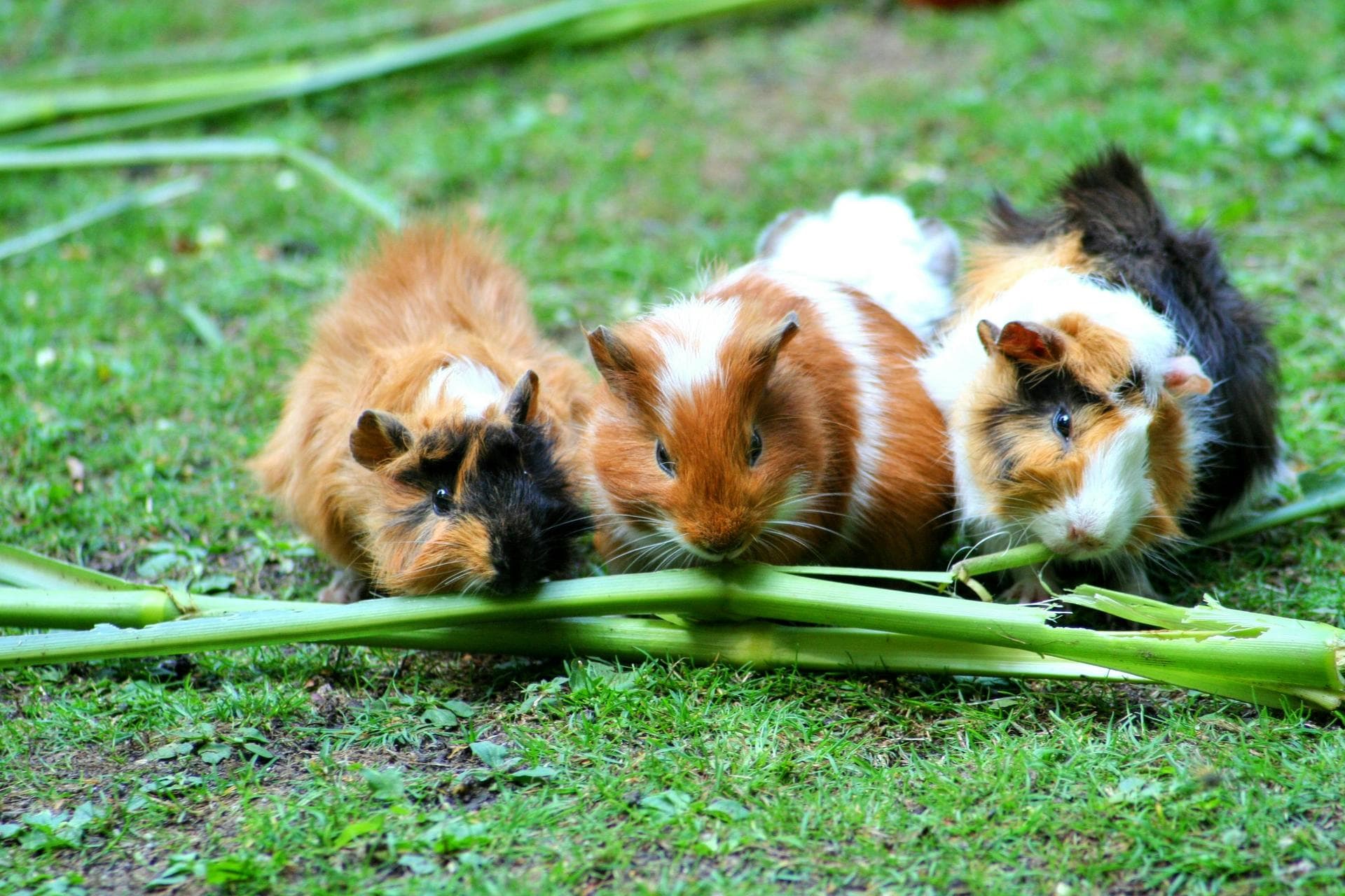 Farm & Large-Animal Vets in Dublin