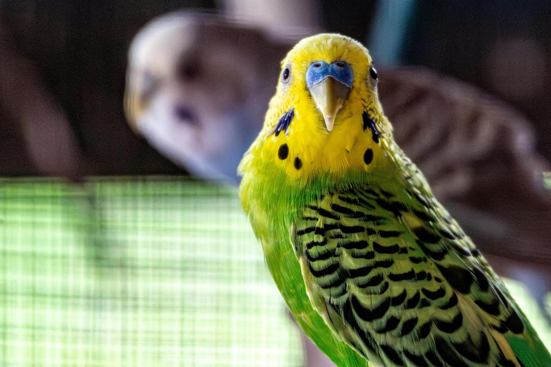 Farm Vets in Rathfarnham